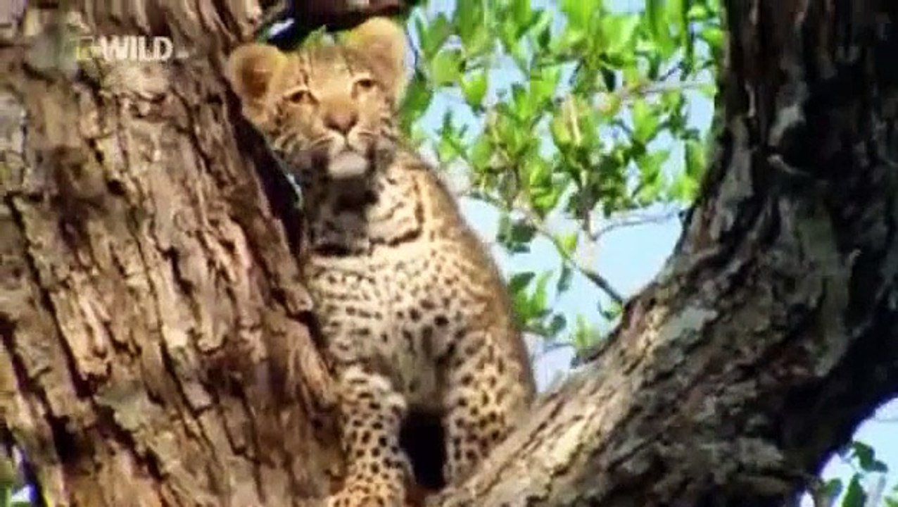 Animal planet -  The Leopard