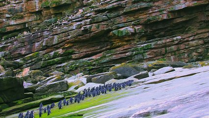 Animal planet - Penguins  (Part 1) The Journey