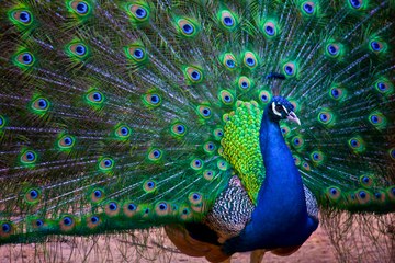 Animal planet - Beautiful Exotic Birds