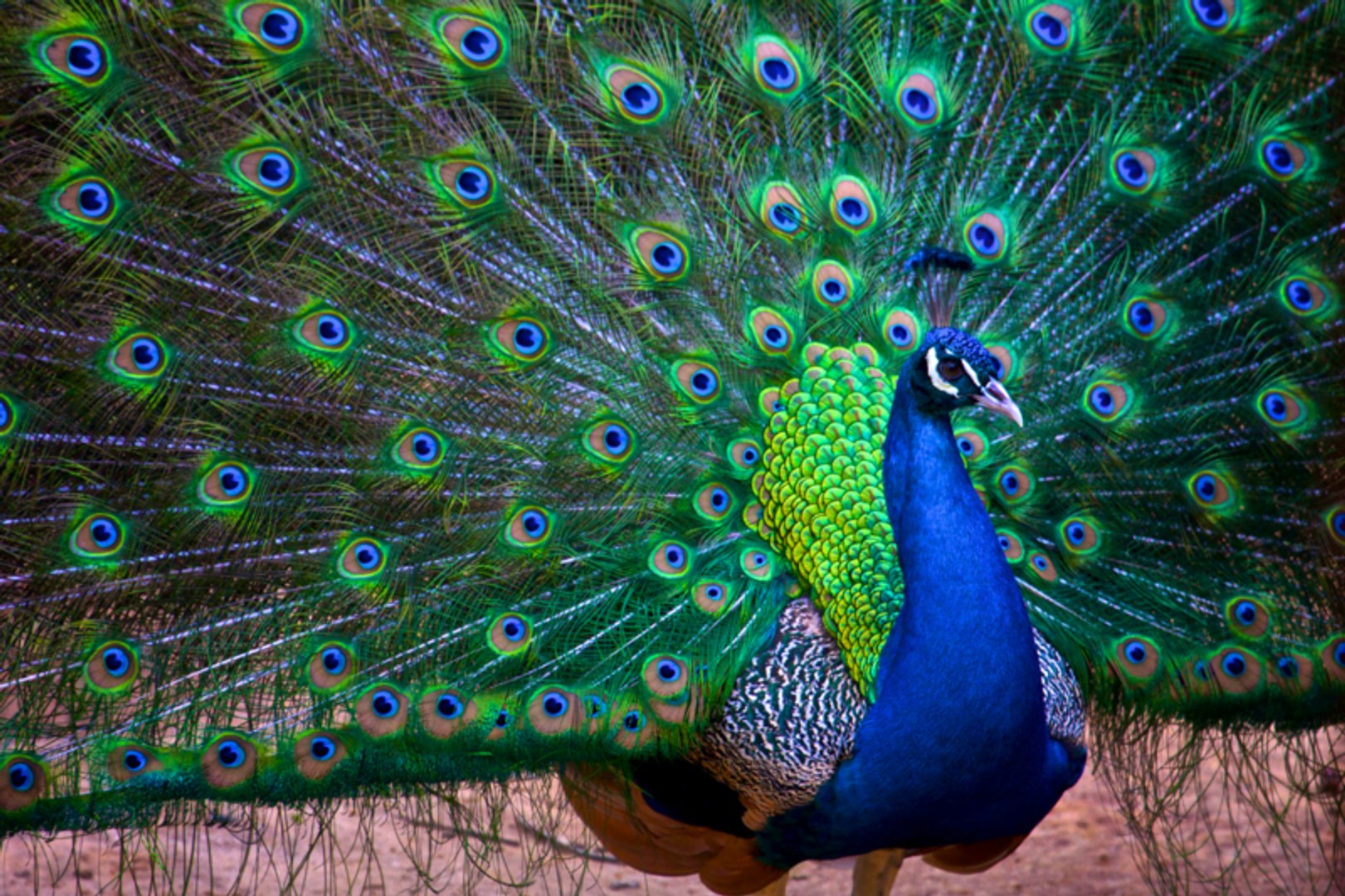 ⁣Animal planet - Beautiful Exotic Birds
