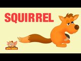Animal Facts - Squirrel