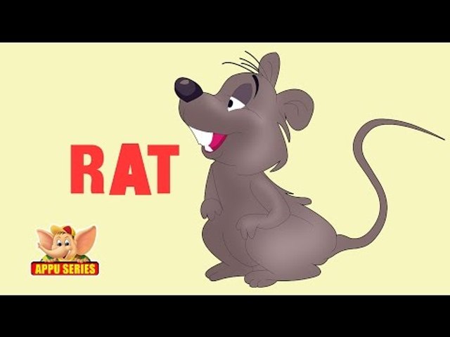 Animal Facts - Rat - video Dailymotion