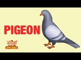 Animal Facts - Pigeon