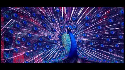 Rimjhim Rimjhim-Nazrulgeeti