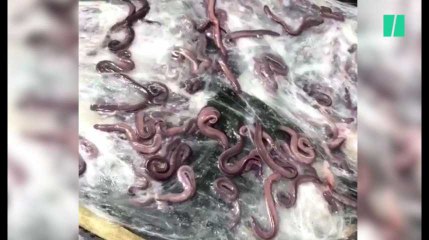 3 tonnes d'anguilles se déversent sur une voiture et c'est très... gluant