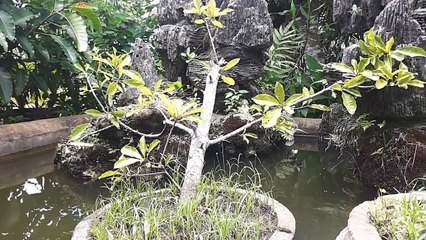 ᴴᴰ Best Cartoon For Kids 2016 ☆♥ Donald Duck Old Sequoia