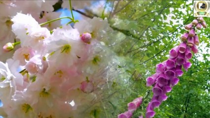 Flowers the richness of nature