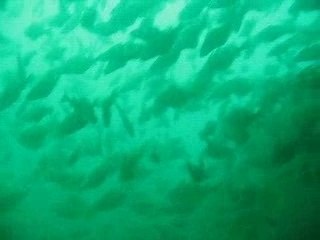 M10 : épave au canon