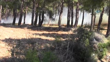 Bayramiç'te Orman Yangını