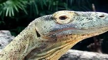 Komodo dragon - A large species of lizard