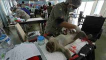 Tailandia implementan programa de control de natalidad en monos