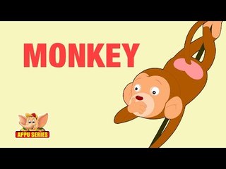 Animal Facts - Monkey