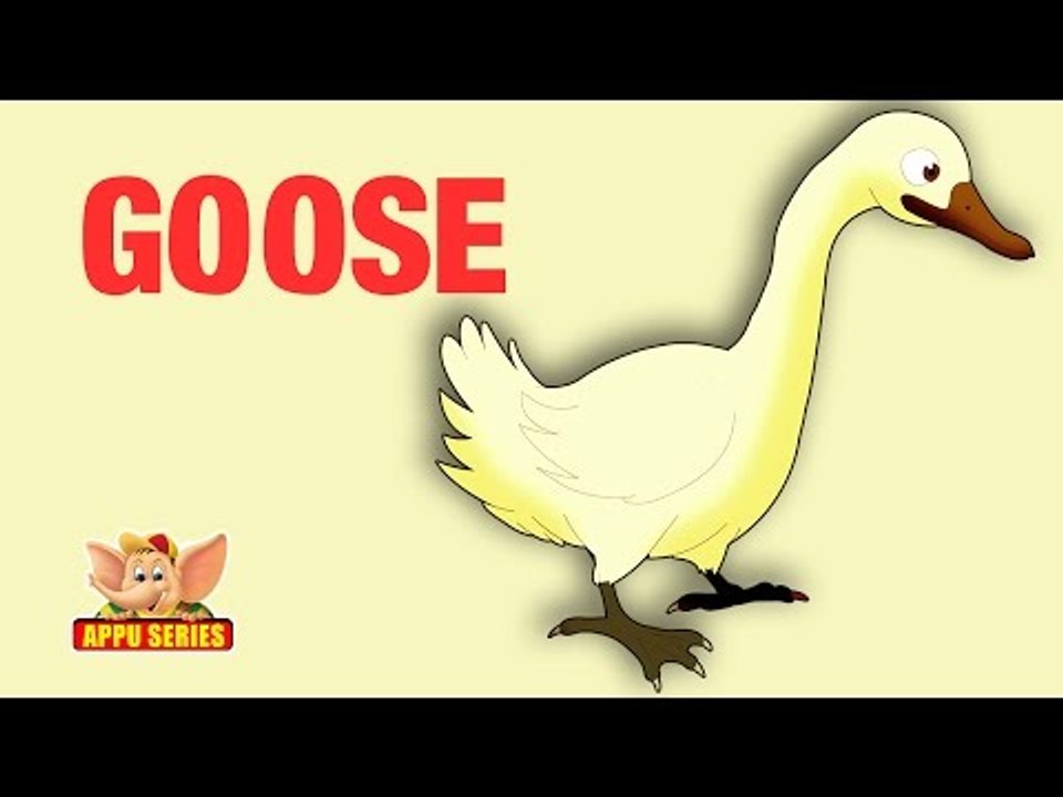 Animal Facts - Goose