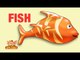 Animal Facts - Fish