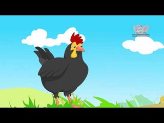 Animal Facts - Chicken