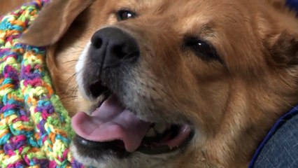 Dog Deemed ‘Too Fat to Adopt’ Looking for Forever Home