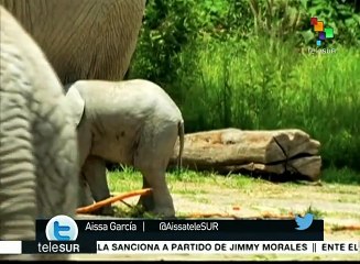 México: nace elefante africano nacido en cautiverio