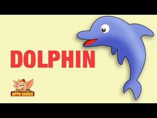 Animal Facts - Dolphin
