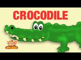 Animal Facts - Crocodile