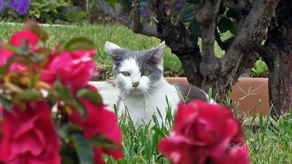 Приколы с котами - ТОПовая подборка