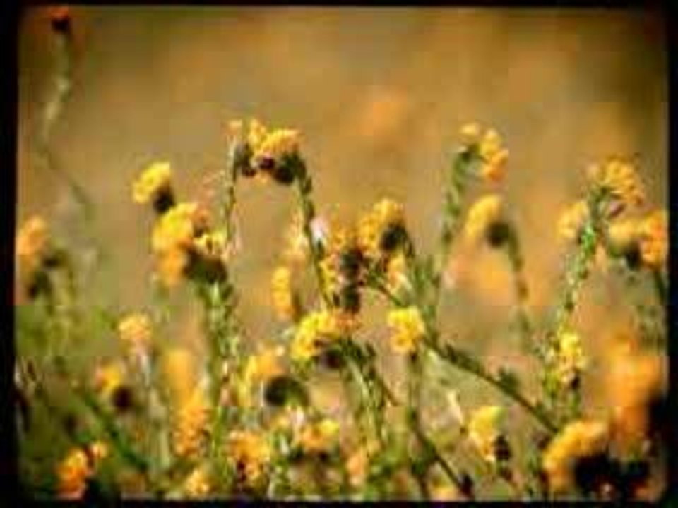 K-fee_Meadow