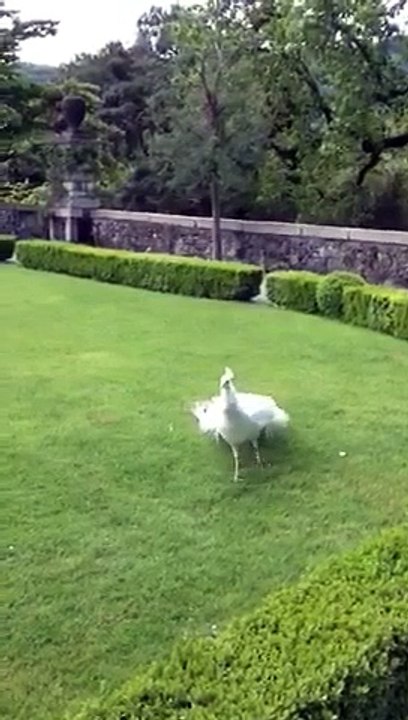 White Peacock Dance