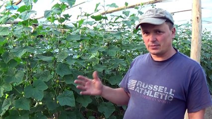 ОГУРЦЫ-КАК ОБРЕЗАТЬ ЛИСТЬЯ И  УЛУЧШИТЬ ЗАВЯЗЬ.