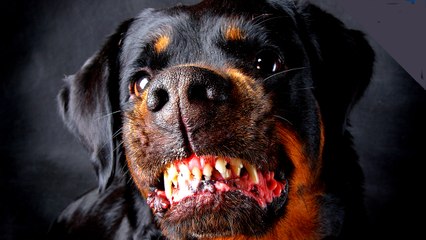 ROTTWEILER - EL PODEROSO PERRO DE CARNICERO DE ROTTWEIL
