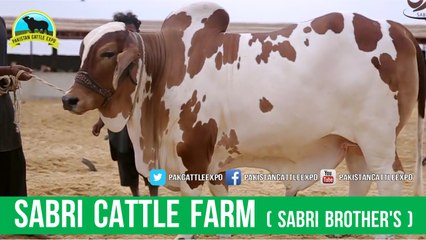 513 || Bull qurbani || 2017 || 2018 || Karachi || Eiduladha in Pakistan ||
