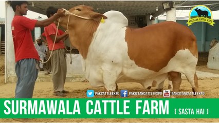 514 || Bull Qurbani || 2017 || 2018 || Karachi || Qurbani kay janwar || BakraEid Pakistan