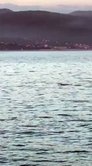 Des dauphins dans le Golfe d'Ajaccio