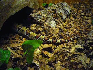 Boa constrictor cachette