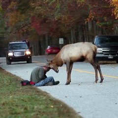 Un photographe attaqué par un jeune cerf en colère essaie de rester calme