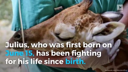 Baby giraffe Julius dies at Maryland Zoo