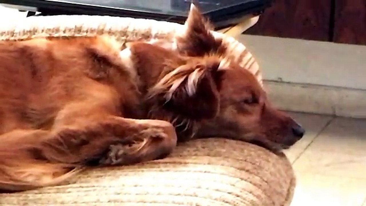 Try Not To Laugh At This Funny Lazy Dreaming Dog Surprised Wake Up Video