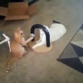 The funniest and most humorous cat videos ever! - Funny cat compilation