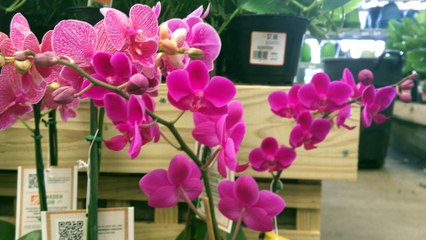 Z57 presents pink orchids