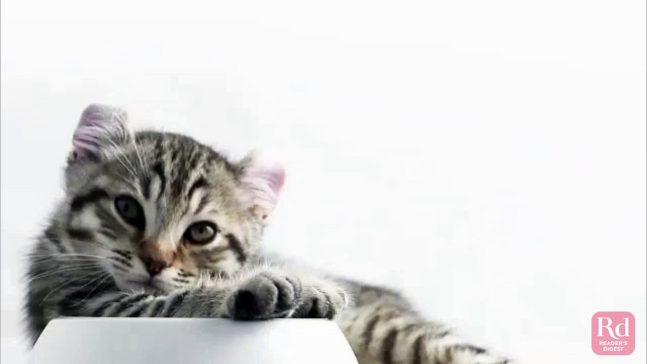 Why Do Cats Purr?