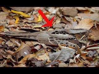 Cú muỗi mỏ quặp & Thuật nguỵ trang bậc thầy của Ninja