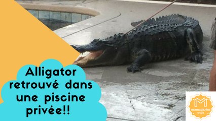 Alligator retrouvé dans une piscine privée!!