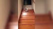 Un chat liquide descend un escalier