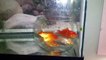 Expérience - Des poissons rouges dans un bocal dans un aquarium