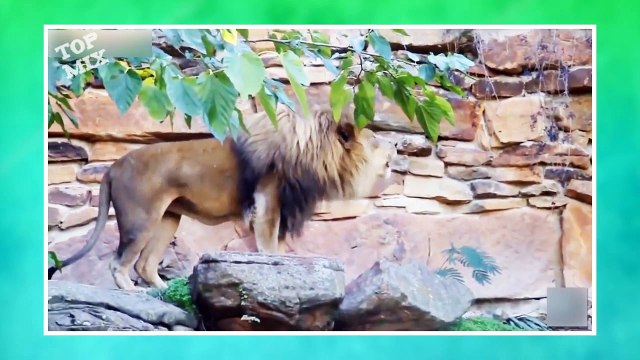 AS MELHORES REAÇÕES DE CRIANÇAS E ANIMAIS EM ZOOLÓGICOS PELO MUNDO