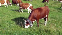 vaches aux glières 2