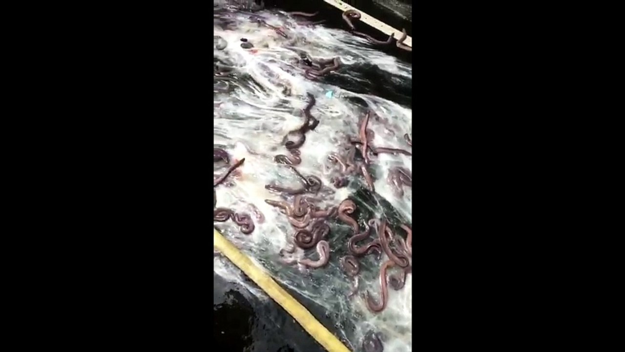 Des anguilles sur la route