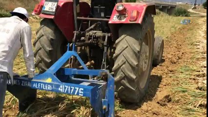 Taşköprü'de 2017 Yılı Sarımsak Hasadı Başladı