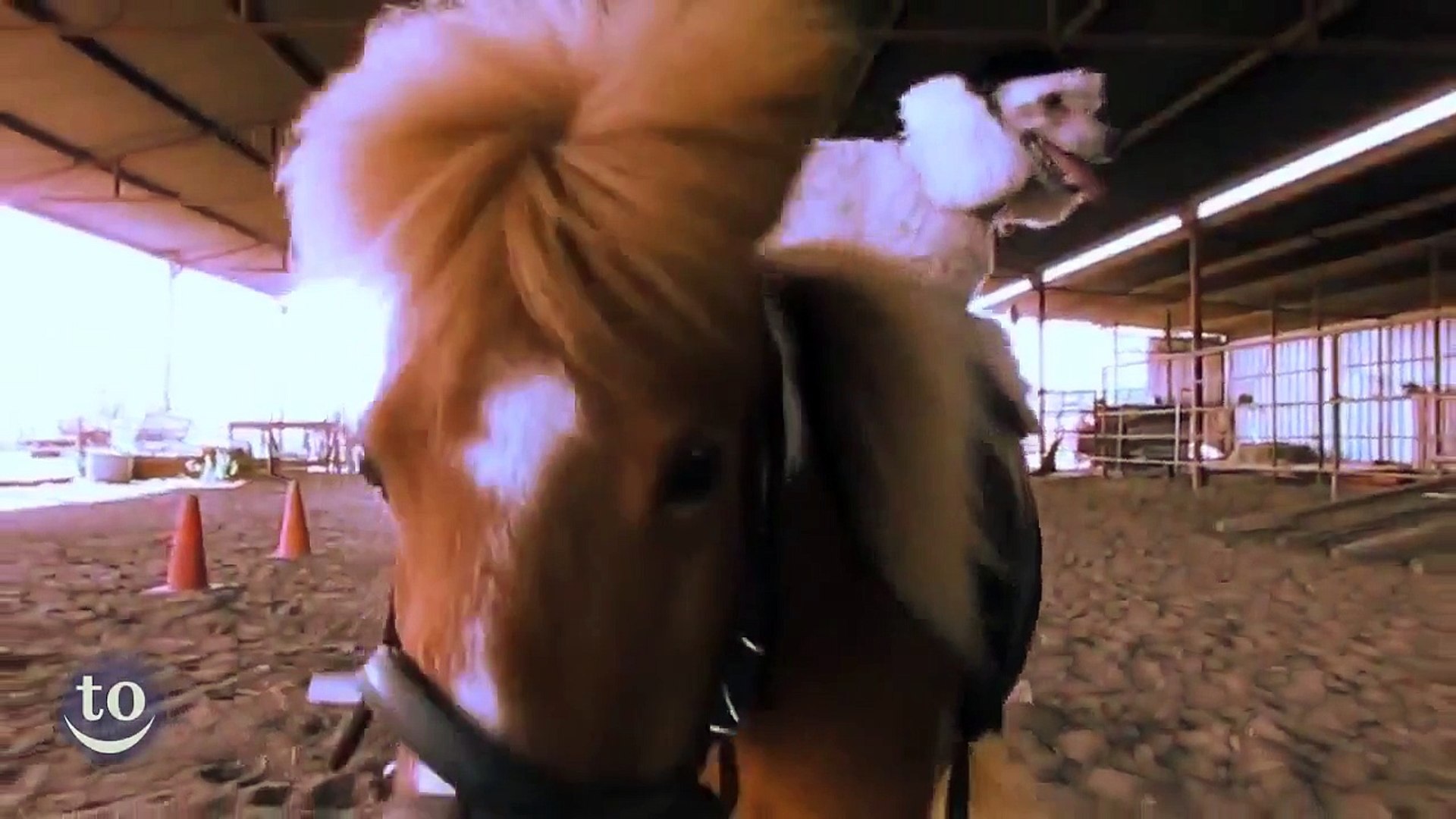 Animals Riding Other Animal - Funny Animals