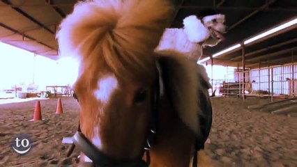 Animals Riding Other Animal - Funny Animals