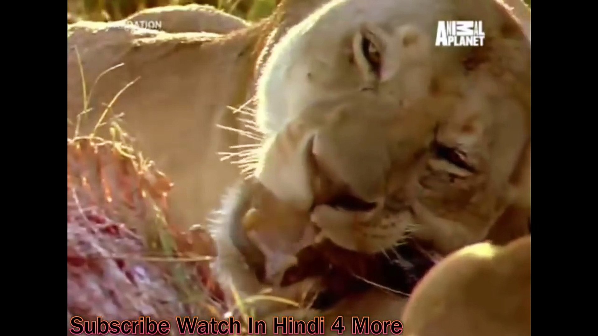Predation हिंदी Full Ep Animal Planet India - Dailymotion Video