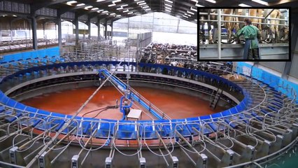 70 İneği aynı anda sağım yapan sistem